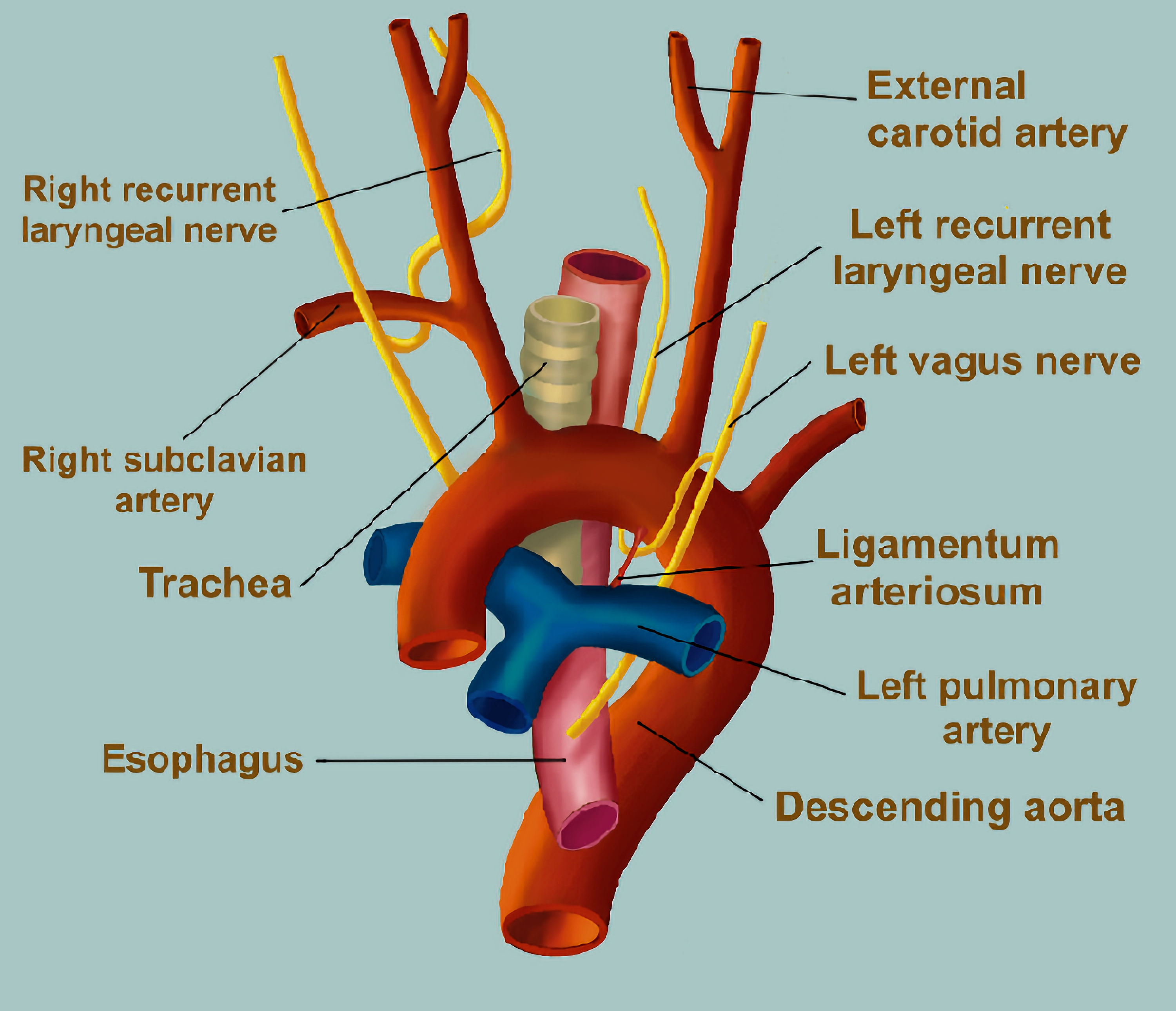 left recurrent laryngeal nerve ligamentum arteriosum